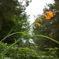 Montbretia